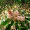 Notocactus _ottonis _09